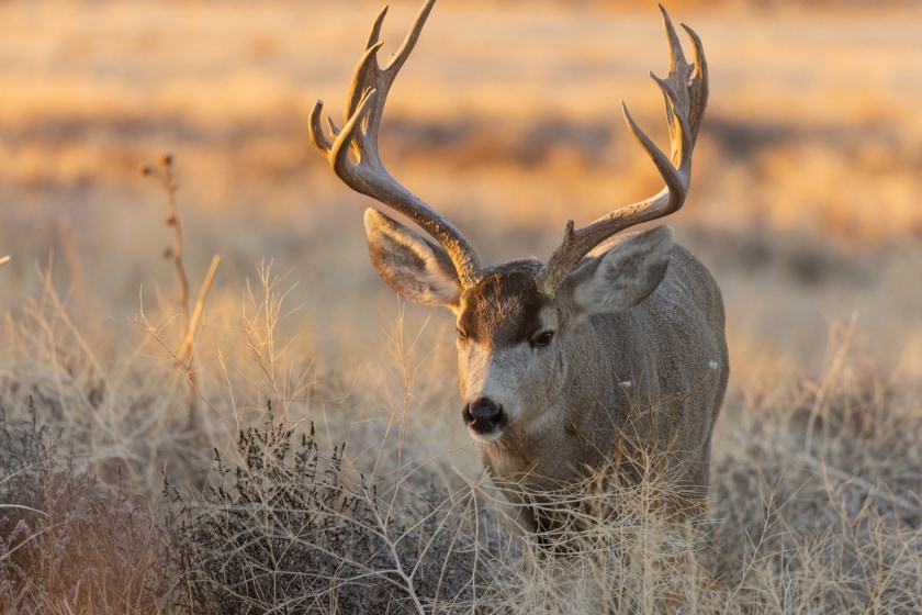 hunting regulation changes