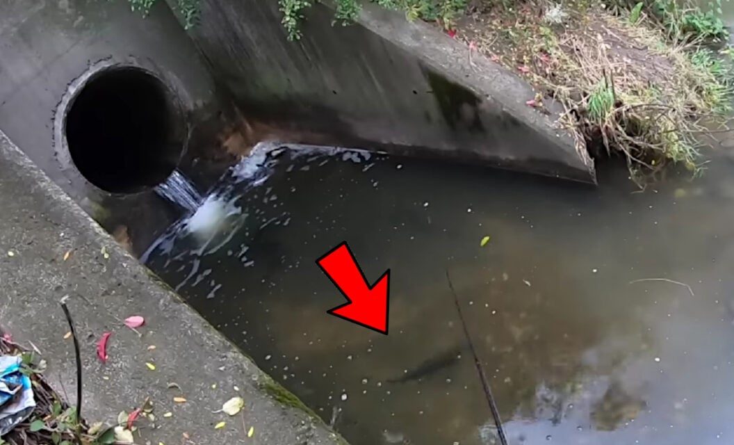 Storm Drain Produces a Most Unexpected Catch For an Angler