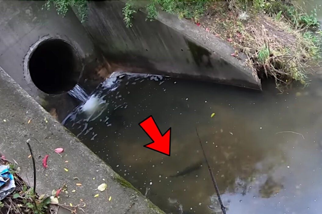 Unexpected Fish Storm Drain