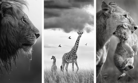 The Greatest Maasai Mara Photographer of the Year Has Been Announced