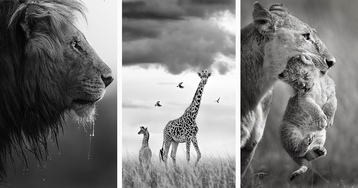 The Greatest Maasai Mara Photographer of the Year Has Been Announced