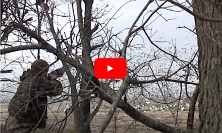 Watch Hunters Down 287 Snow Geese in a Few Seconds