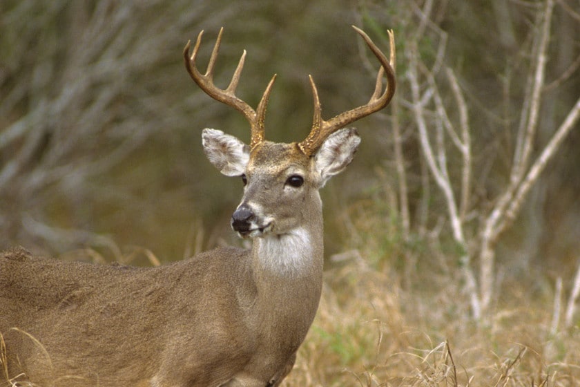 When Does Deer Season End in Texas