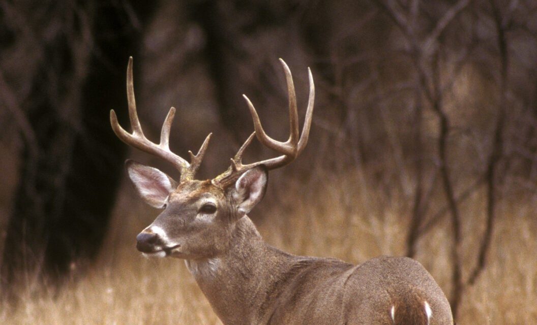 When Deer Season Ends in Texas, Key Dates to Circle on Your Calendar