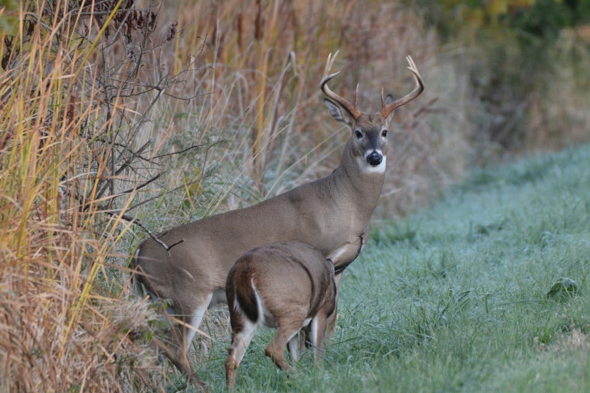 When Does Deer Season End in Georgia