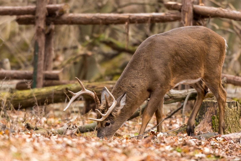 When Does Deer Season End in Georgia