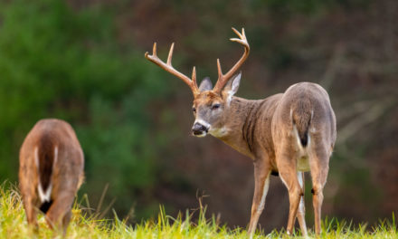 When Georgia’s Deer Season Ends, Key Dates To Remember