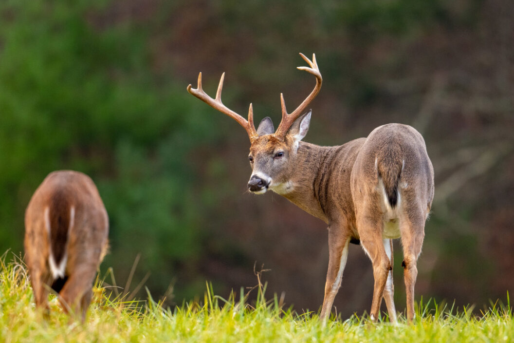 When Does Deer Season End in Georgia
