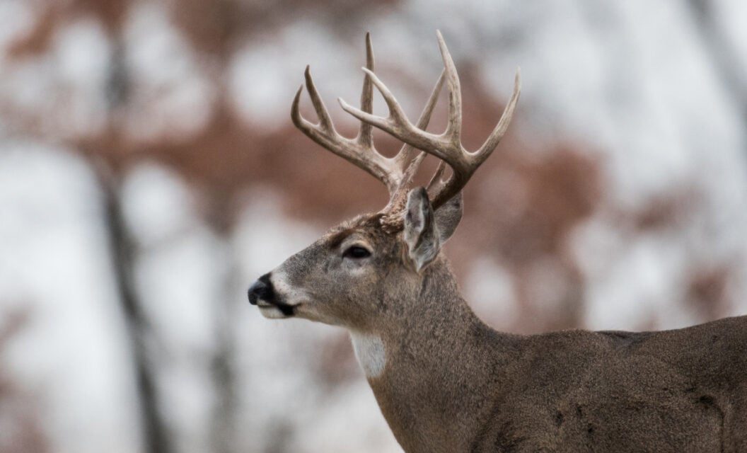 When Missouri’s Deer Season Ends, The Key Dates to Know