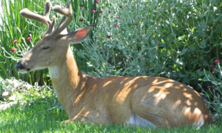 Where Do Deer Sleep? Analyzing Whitetail Snoozing Behavior