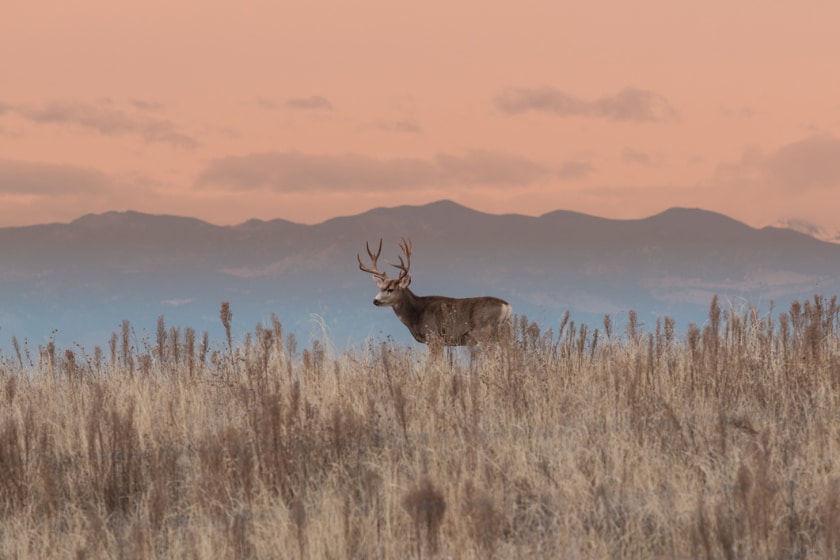 mule deer overhunting