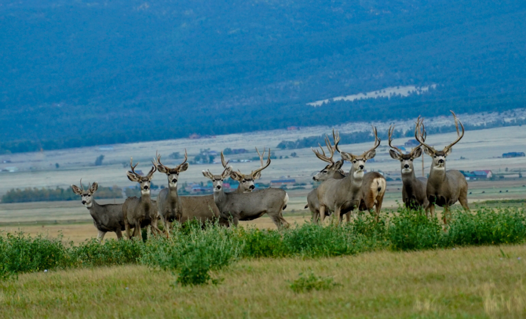 Why I Think We’re Overhunting Mule Deer