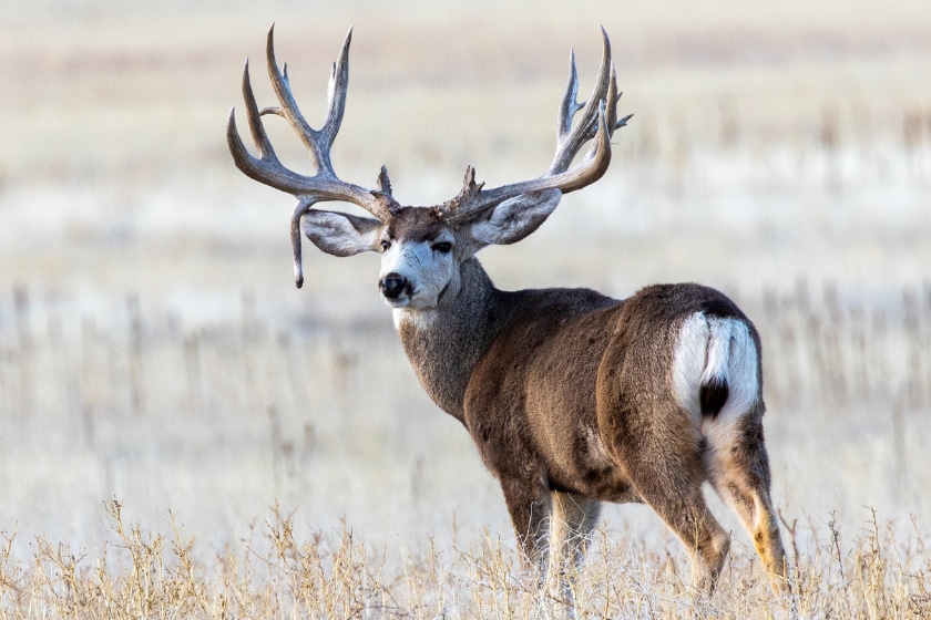 mule deer overhunting