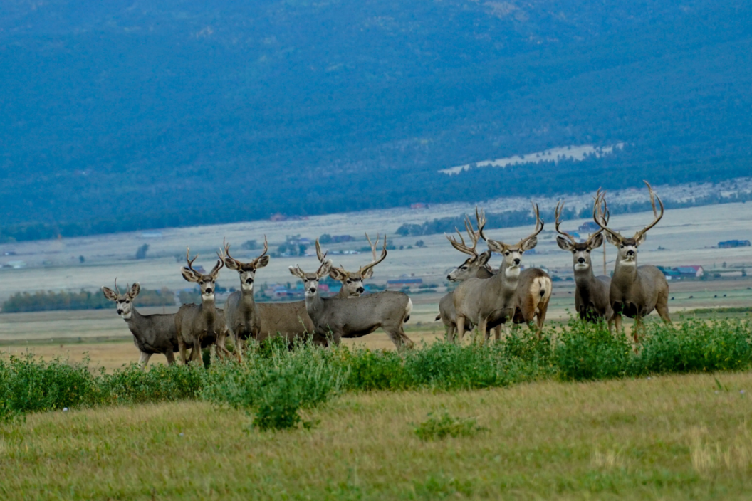 mule deer overhunting