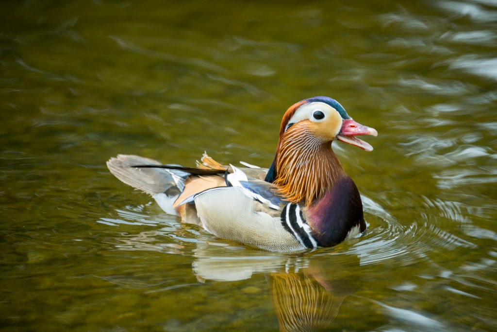 duck species