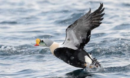 6 Rare Duck Species Every Hunter is Dying to Bag