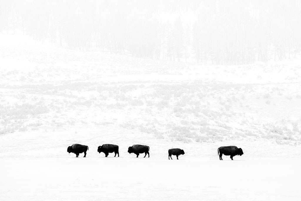 Photo of bison in snow