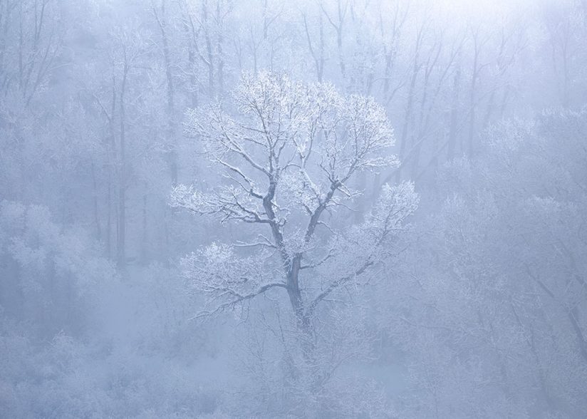 Photo of a tree in winter