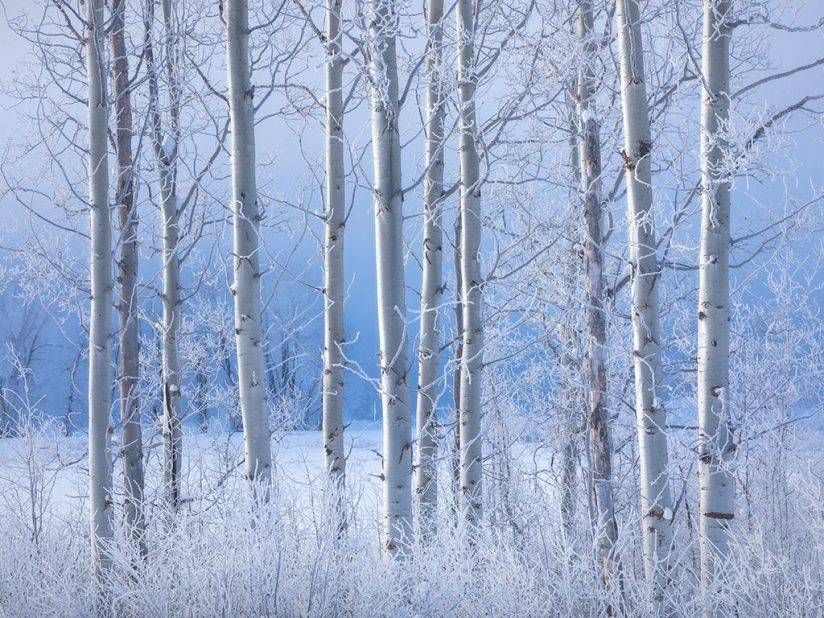 Photo of winter trees