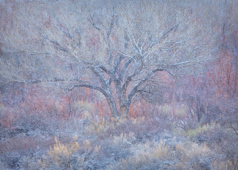 Photo of winter tree
