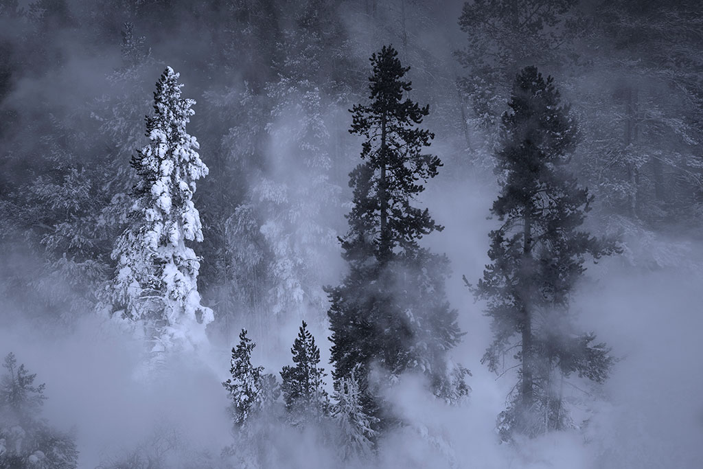 Photo of trees in winter