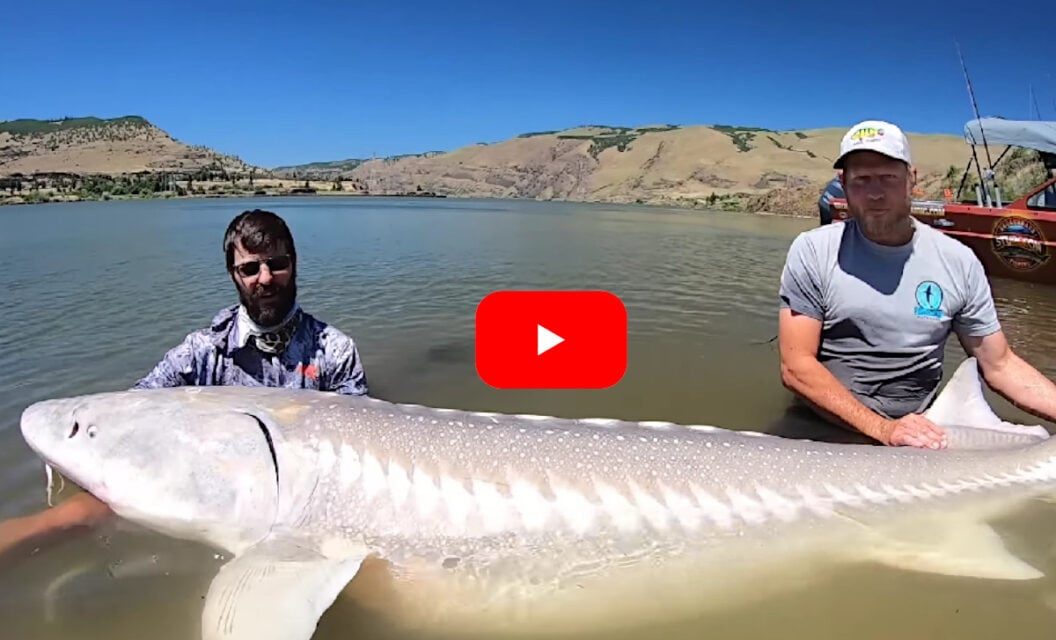 9-Foot, 500-Plus-Pound Sturgeon Gives Anglers the Battle of Their Life