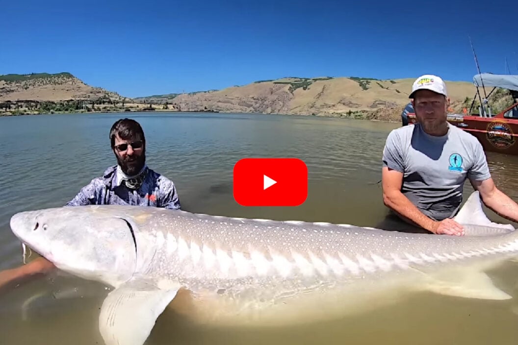 500 Pound Sturgeon