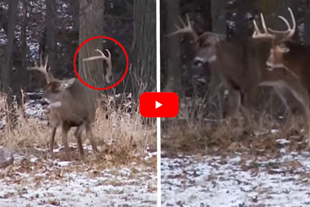 Buck Sheds Antler Fights