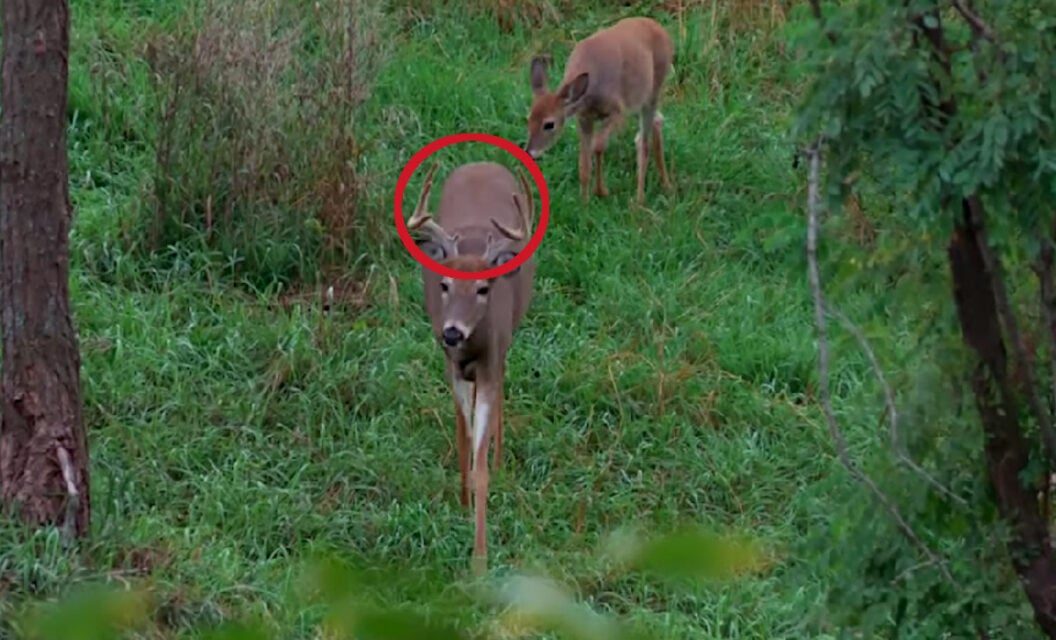 Bowhunter Bags Full Velvet Antlered Doe on Camera