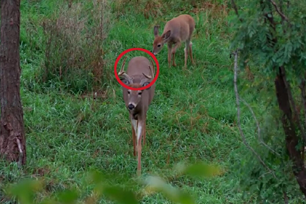 Antlered Doe on Camera