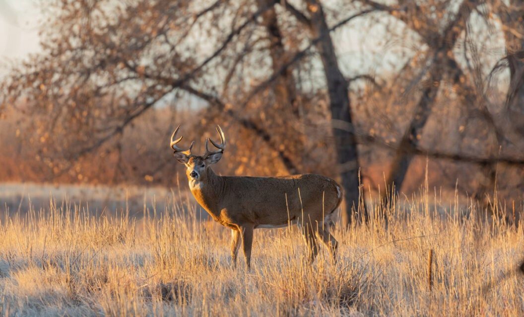 Bowhunter Captures Pass-Through Shot With Reverse-Angle Camera