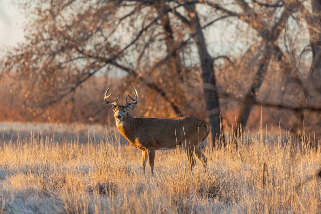 whitetail deer