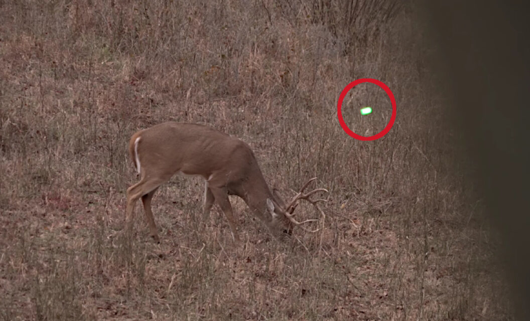 Bowhunter Smokes 4 Does and a 10-Point Buck During a 20-Minute Hunt