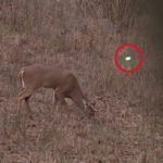 Bowhunter Smokes 4 Does and a 10-Point Buck During a 20-Minute Hunt