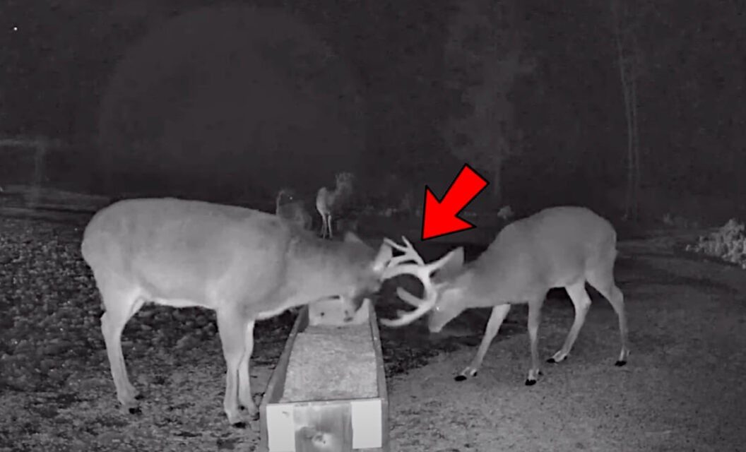 Buck Drops An Antler While Sparring at Feeder
