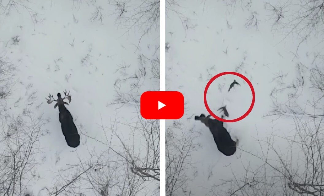 Bull Moose Shakes Off Both Antlers as Overhead Drone Films It