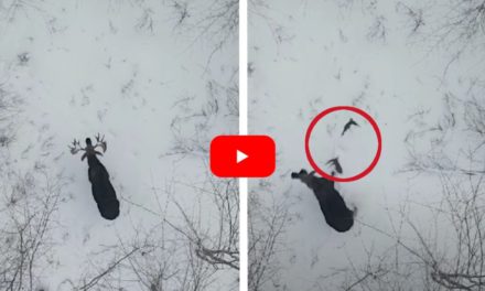 Bull Moose Shakes Off Both Antlers as Overhead Drone Films It