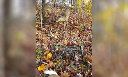 Curious Buck Checks Out Bowhunter and Fallen Deer