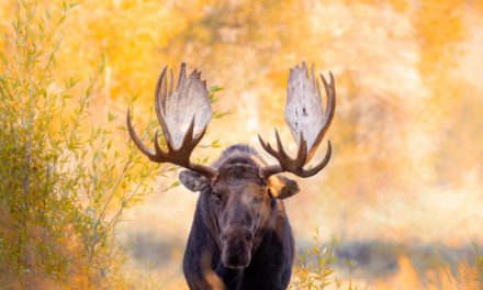 Fall Wildlife Assignment Winner Julia Cook