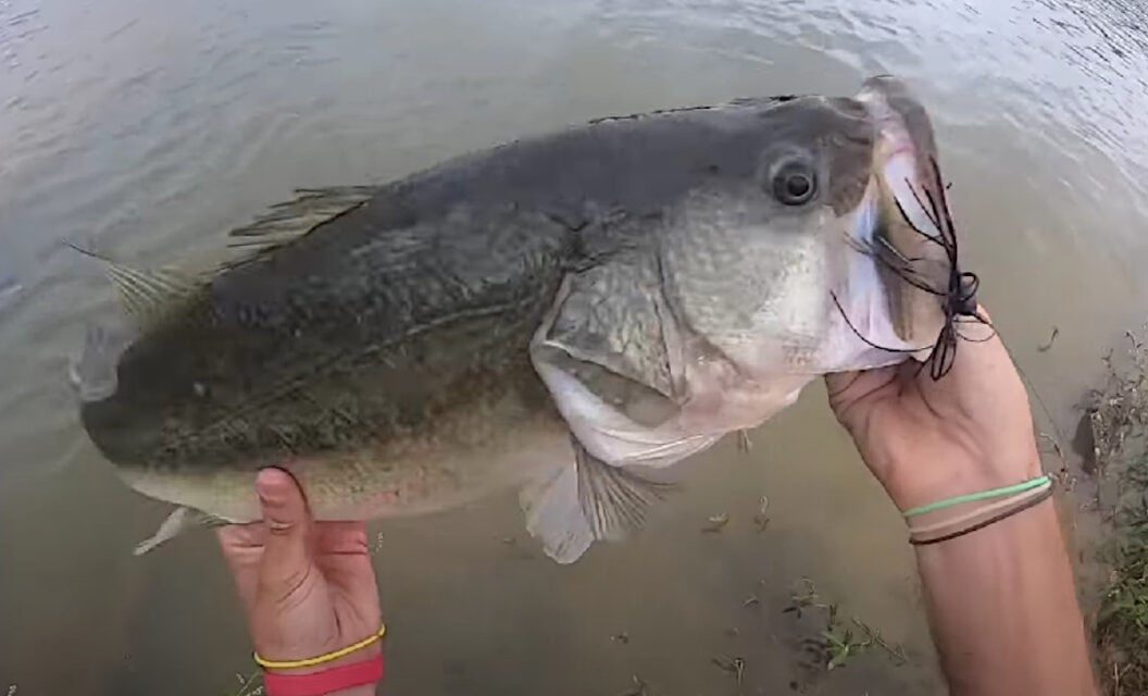 Fisherman Jigs Up Giant Bass in Highly Pressured Public Pond