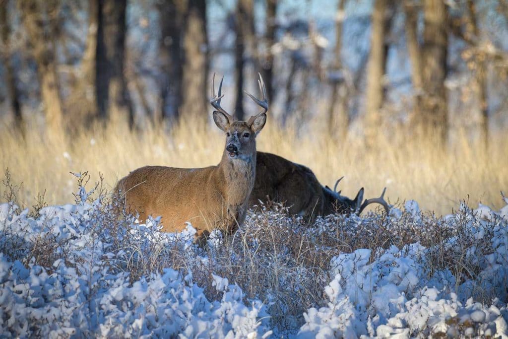 Feeding Deer In Winter