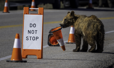 Last Frame: Traffic Control Cub