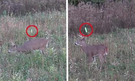 Michigan Bowhunter Misses Buck and Gets Rare Second Chance