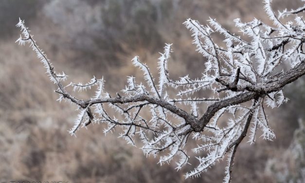 Photo Of The Day By natrpixdvm