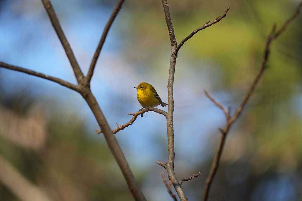 Photo of a bird