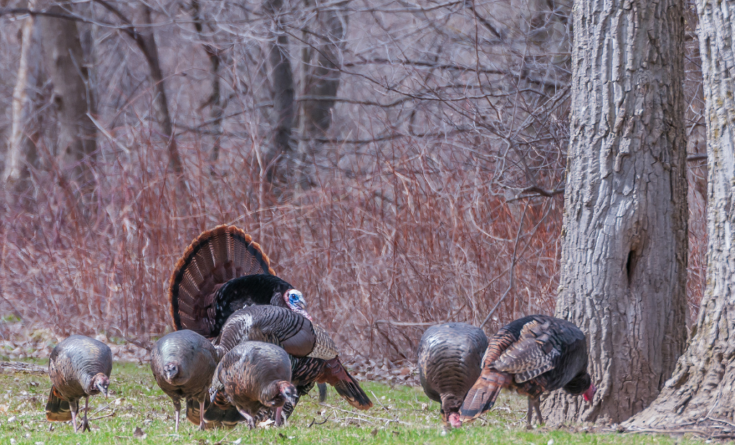 Successful Conservation Efforts Restored Minnesota Wild Turkey Population