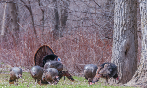 Successful Conservation Efforts Restored Minnesota Wild Turkey Population