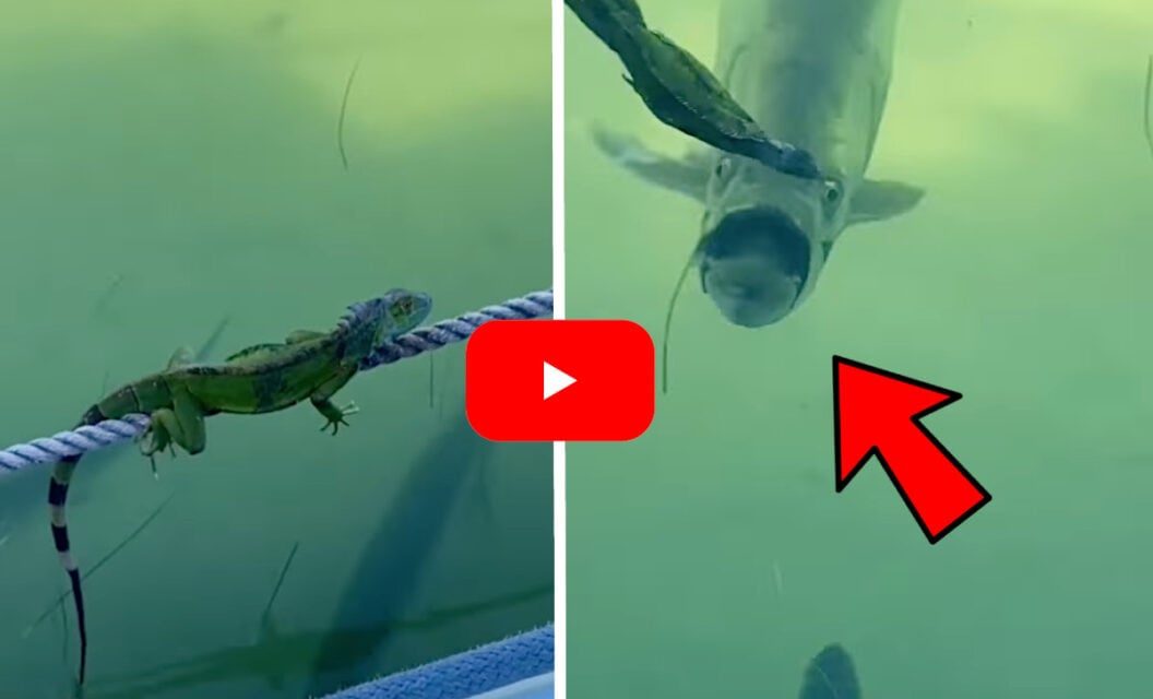 Tarpons Go Berserk On Iguana That Stupidly Jumped Into the Water