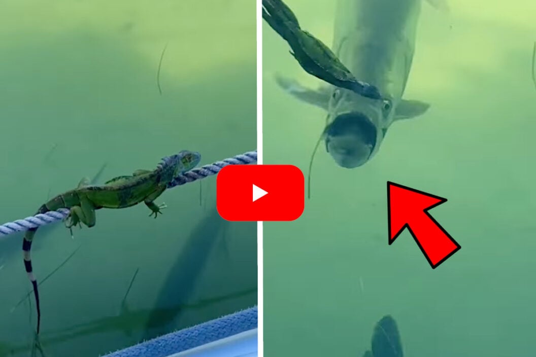 Iguana vs Tarpon