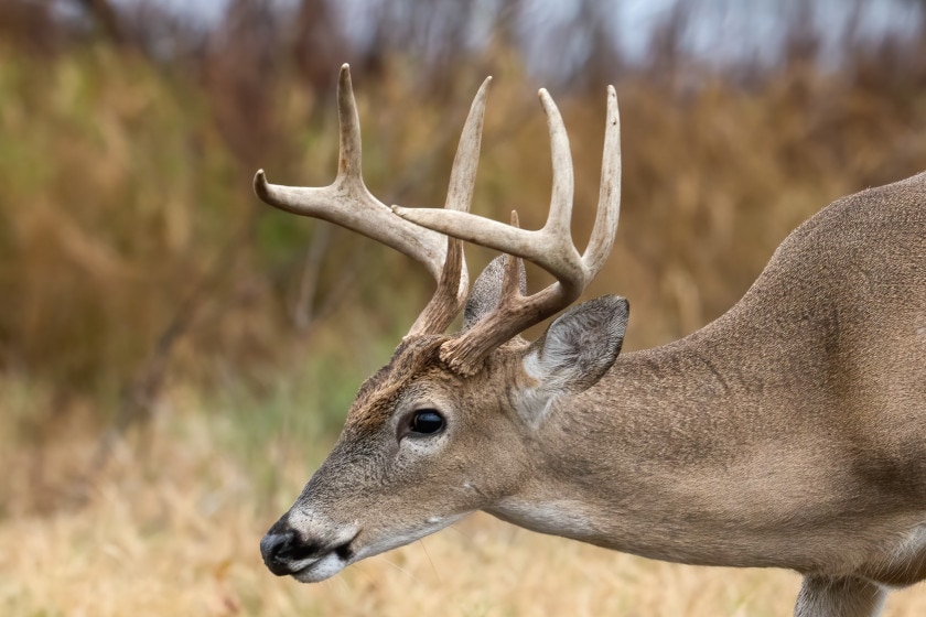 The Surprising Components That Make Up Antlers Outdoor Enthusiast